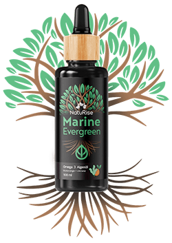 Marine Evergreen